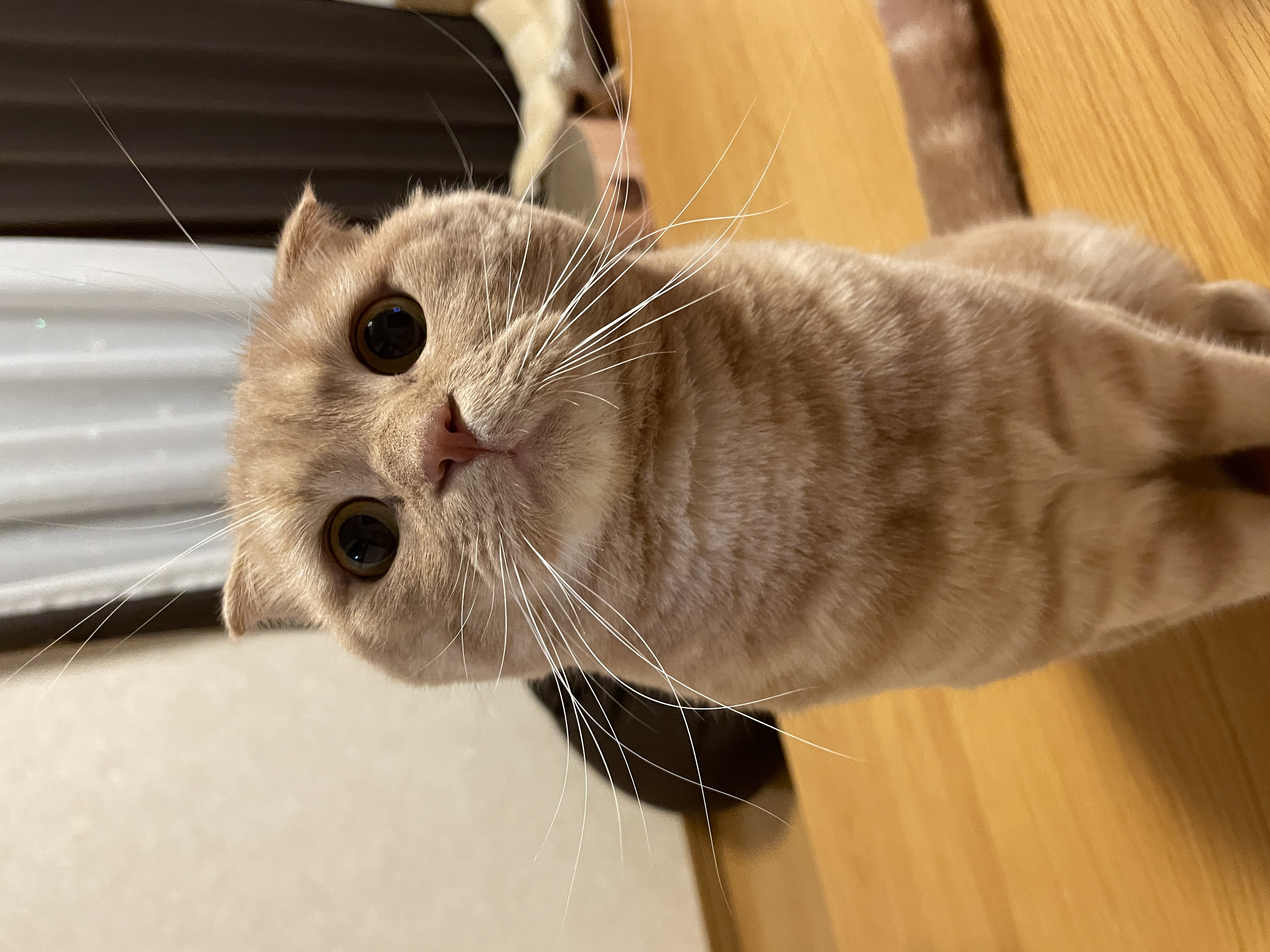 雷蔵 極楽ねこカレンダーフォトコンテスト23 Aixia
