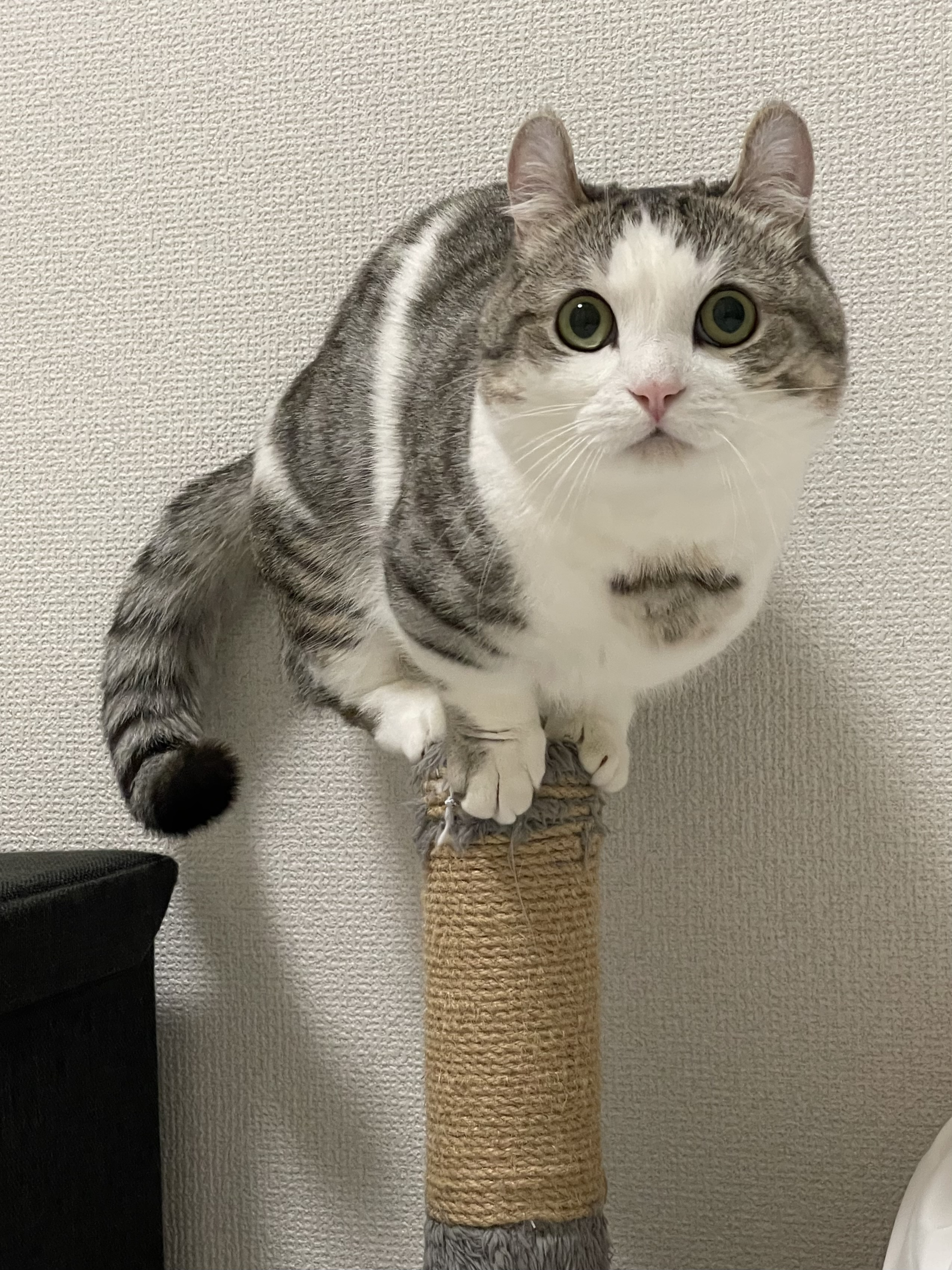 レビン | 極楽ねこカレンダーフォトコンテスト2026 | AIXIA