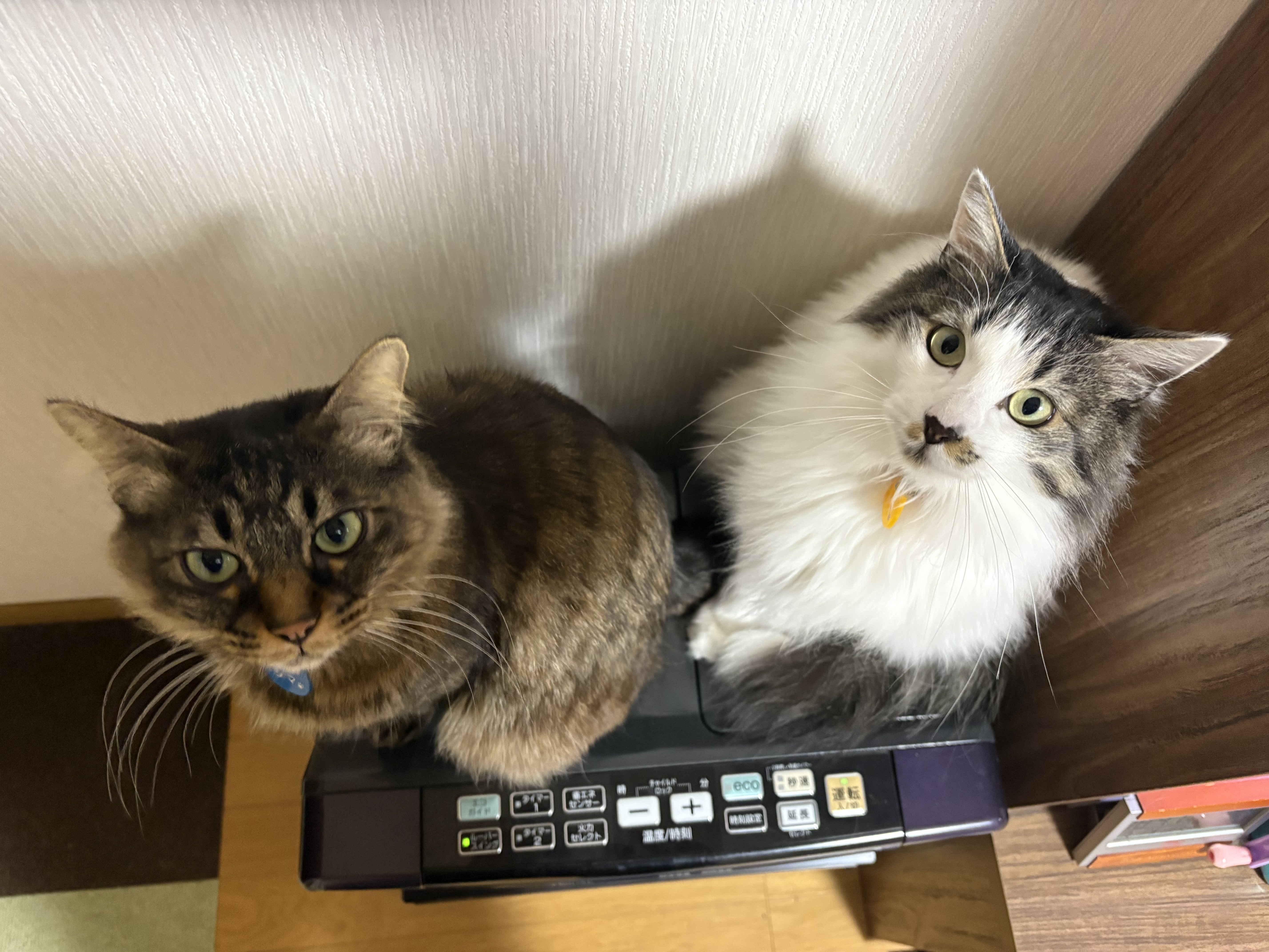 シマ＆ルイ | 極楽ねこカレンダーフォトコンテスト2026 | AIXIA