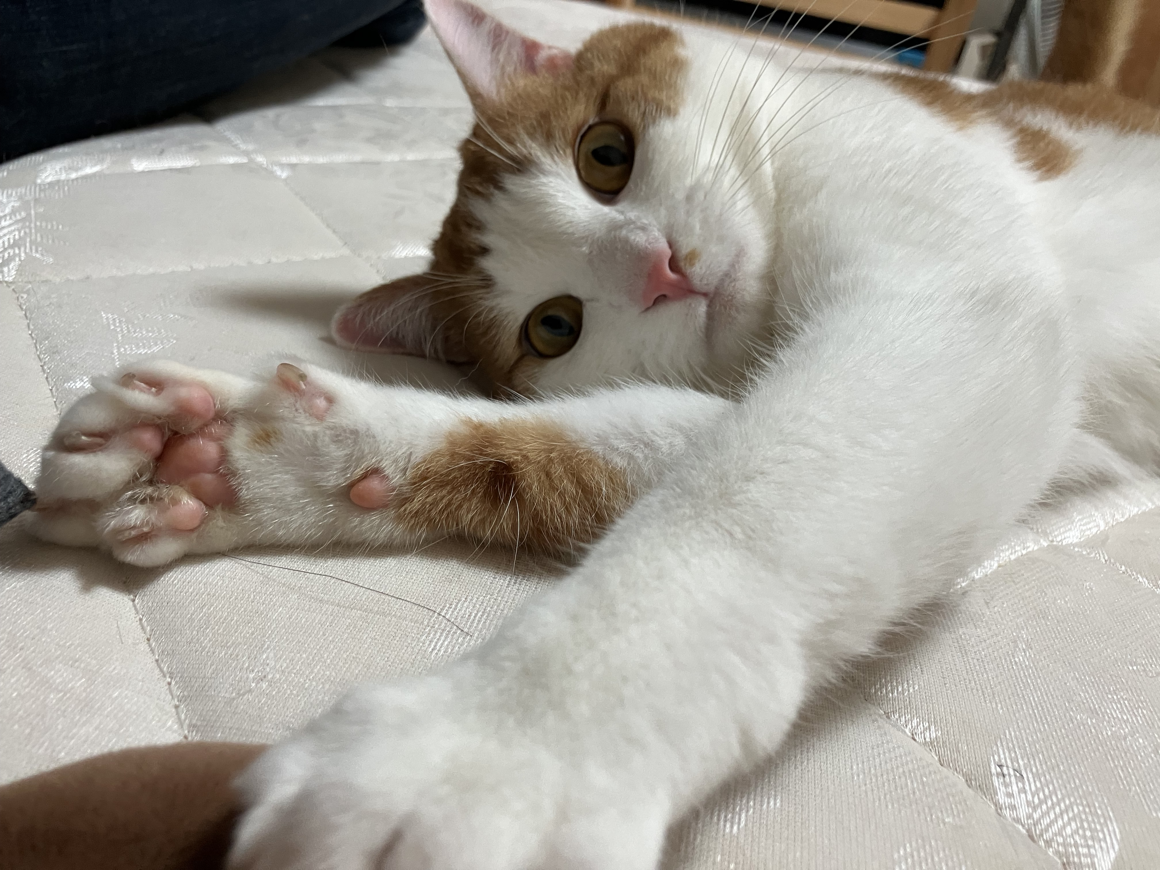 ねこ様 | 極楽ねこカレンダーフォトコンテスト2027 | AIXIA