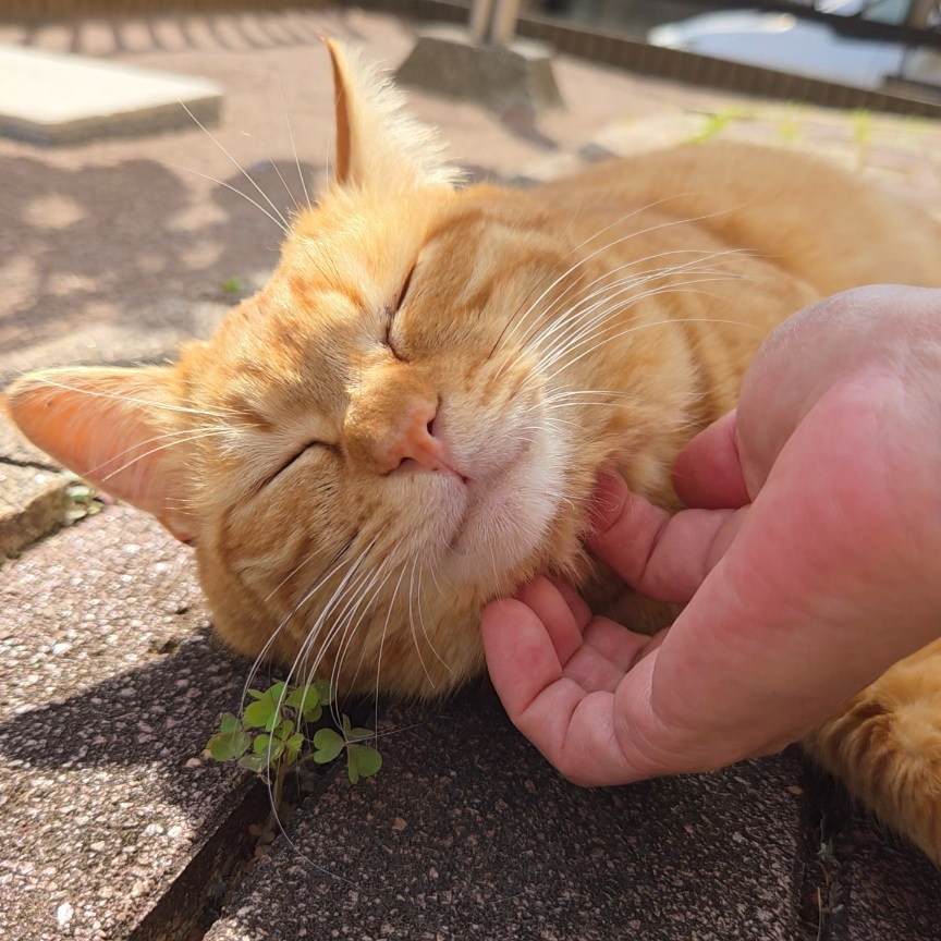 茶トラちゃん | 極楽ねこカレンダーフォトコンテスト2027 | AIXIA