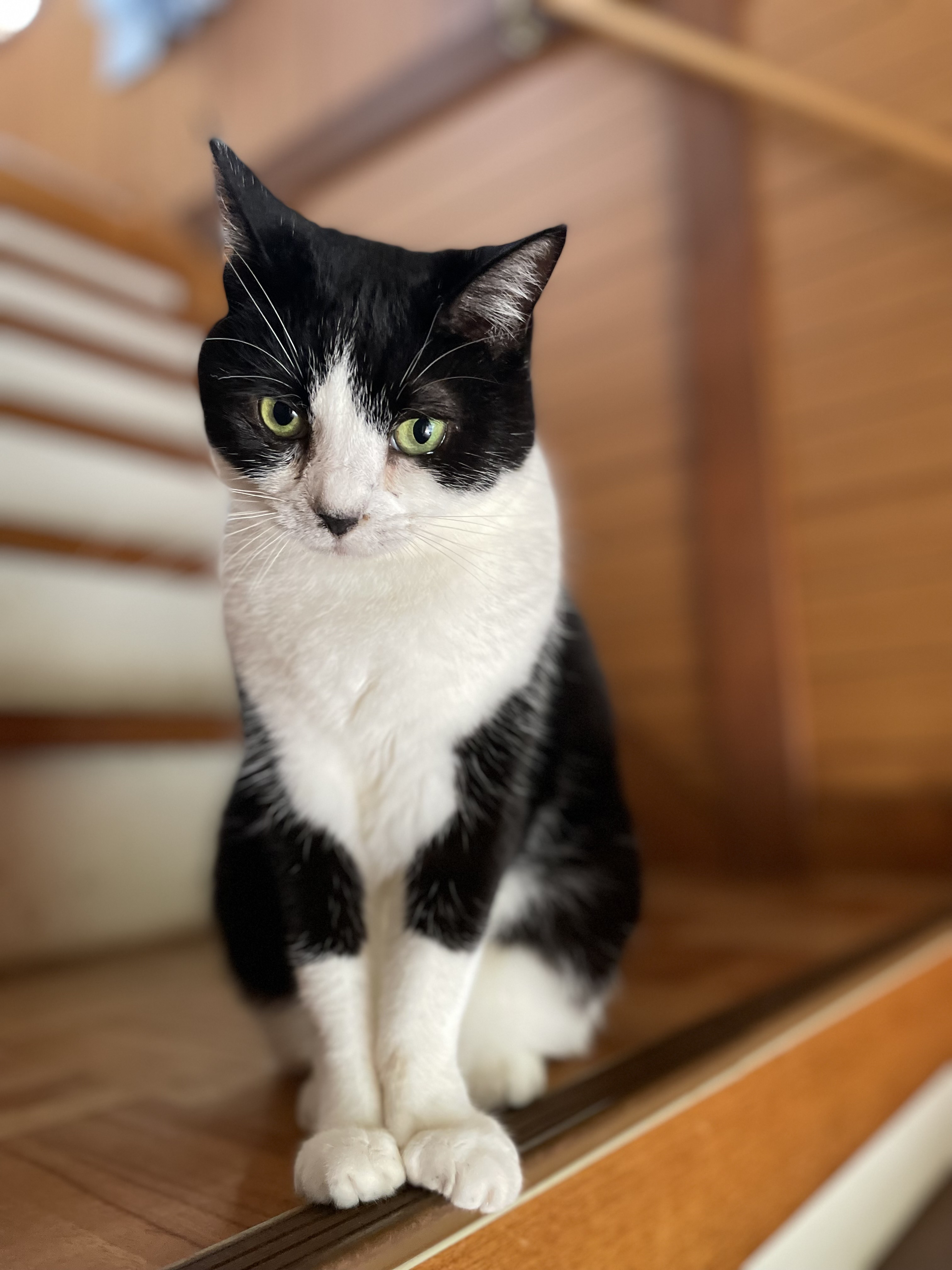 すず | 極楽ねこカレンダーフォトコンテスト2027 | AIXIA