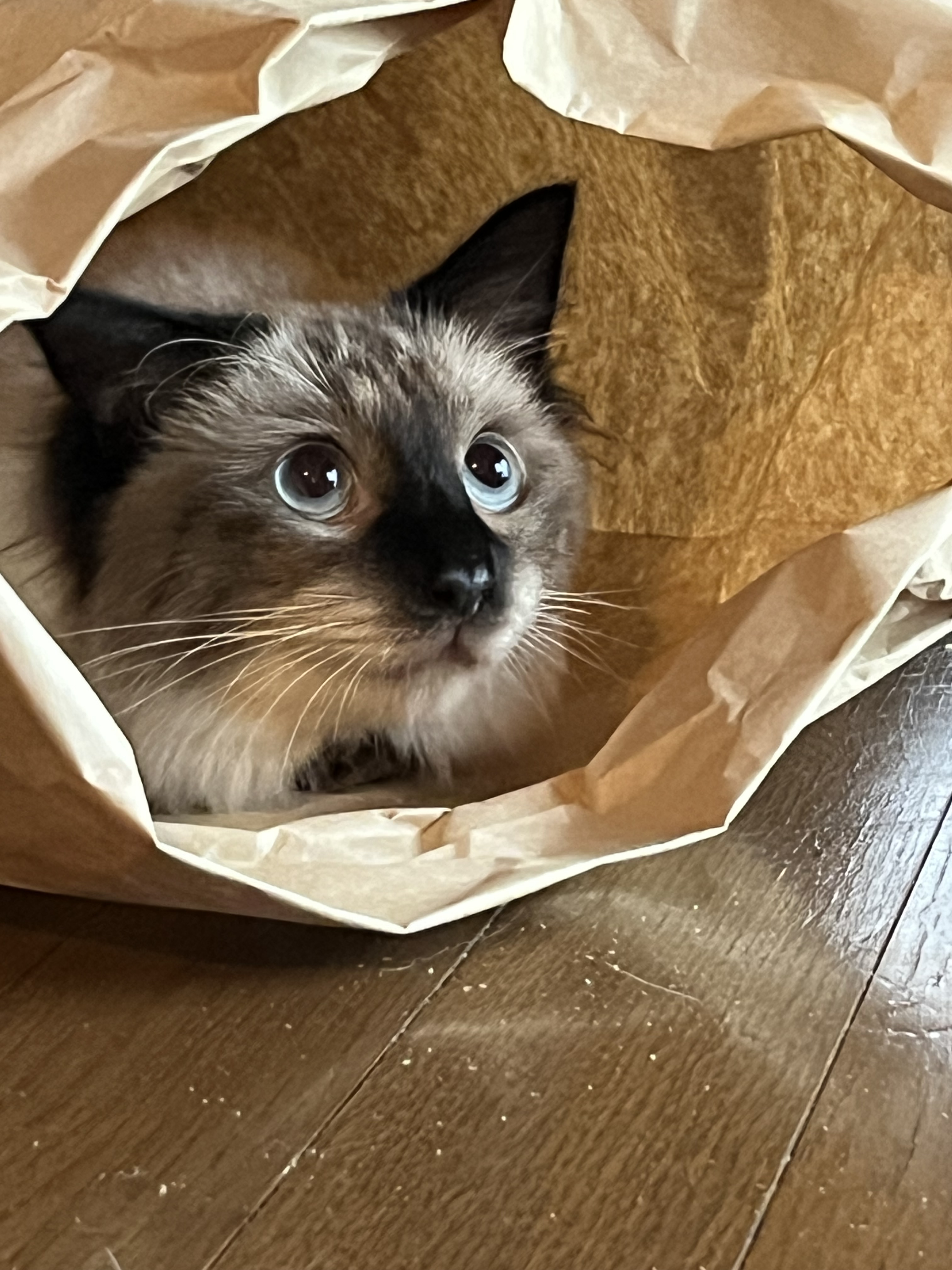 うに | 極楽ねこカレンダーフォトコンテスト2027 | AIXIA