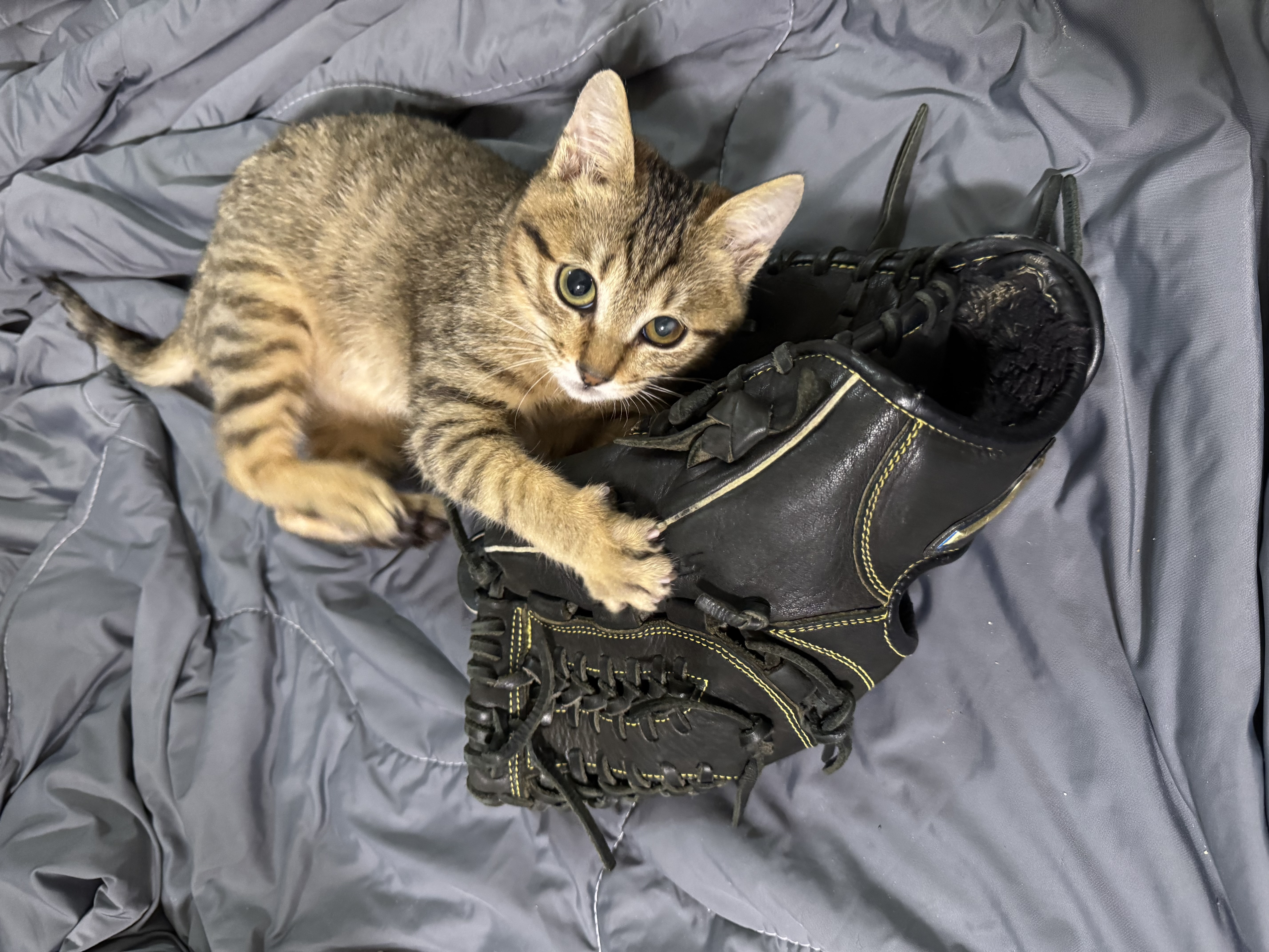 ねこページ てん | 極楽ねこカレンダーフォトコンテスト2027 | AIXIA