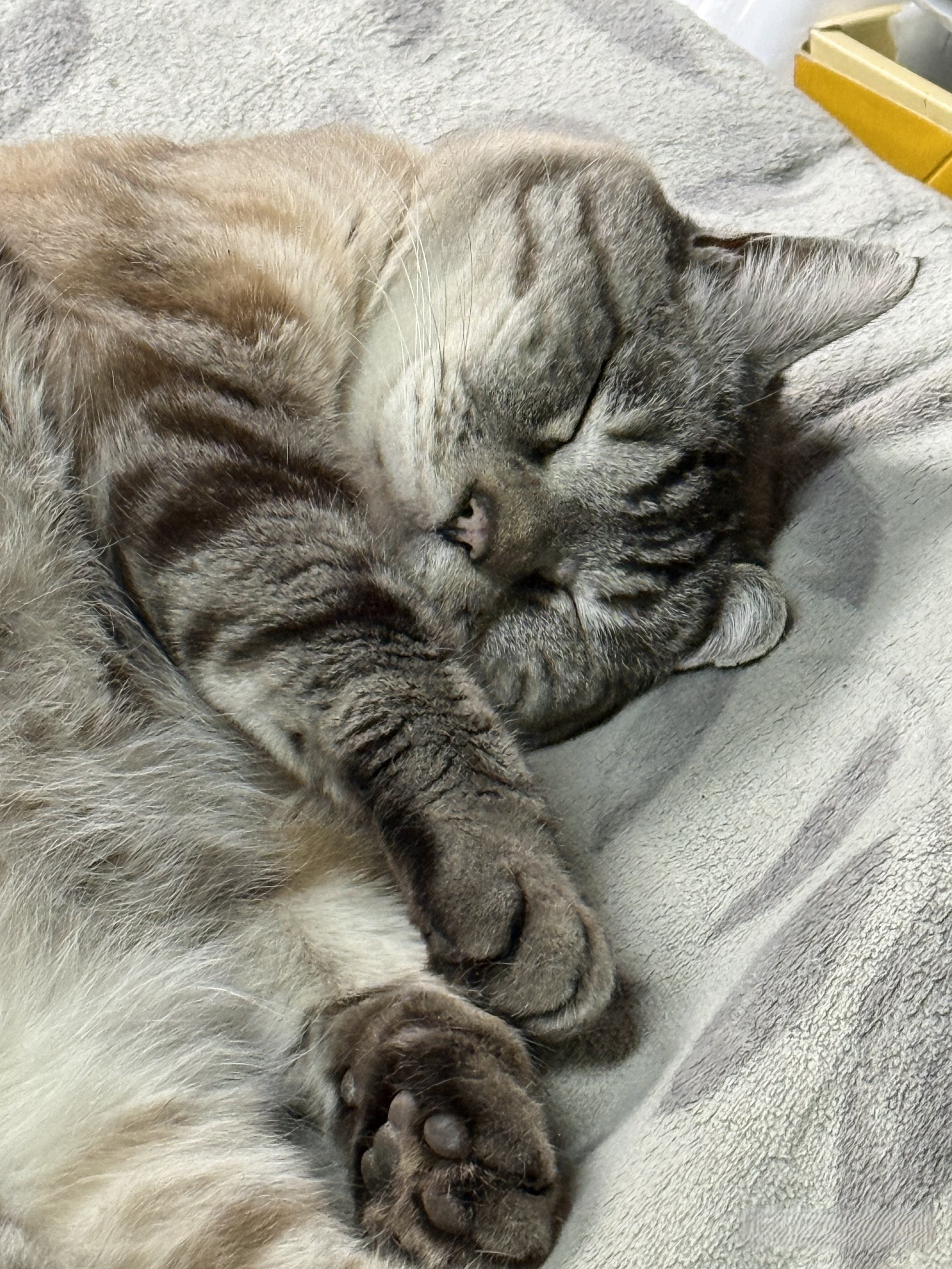 ネコ | 極楽ねこカレンダーフォトコンテスト2027 | AIXIA