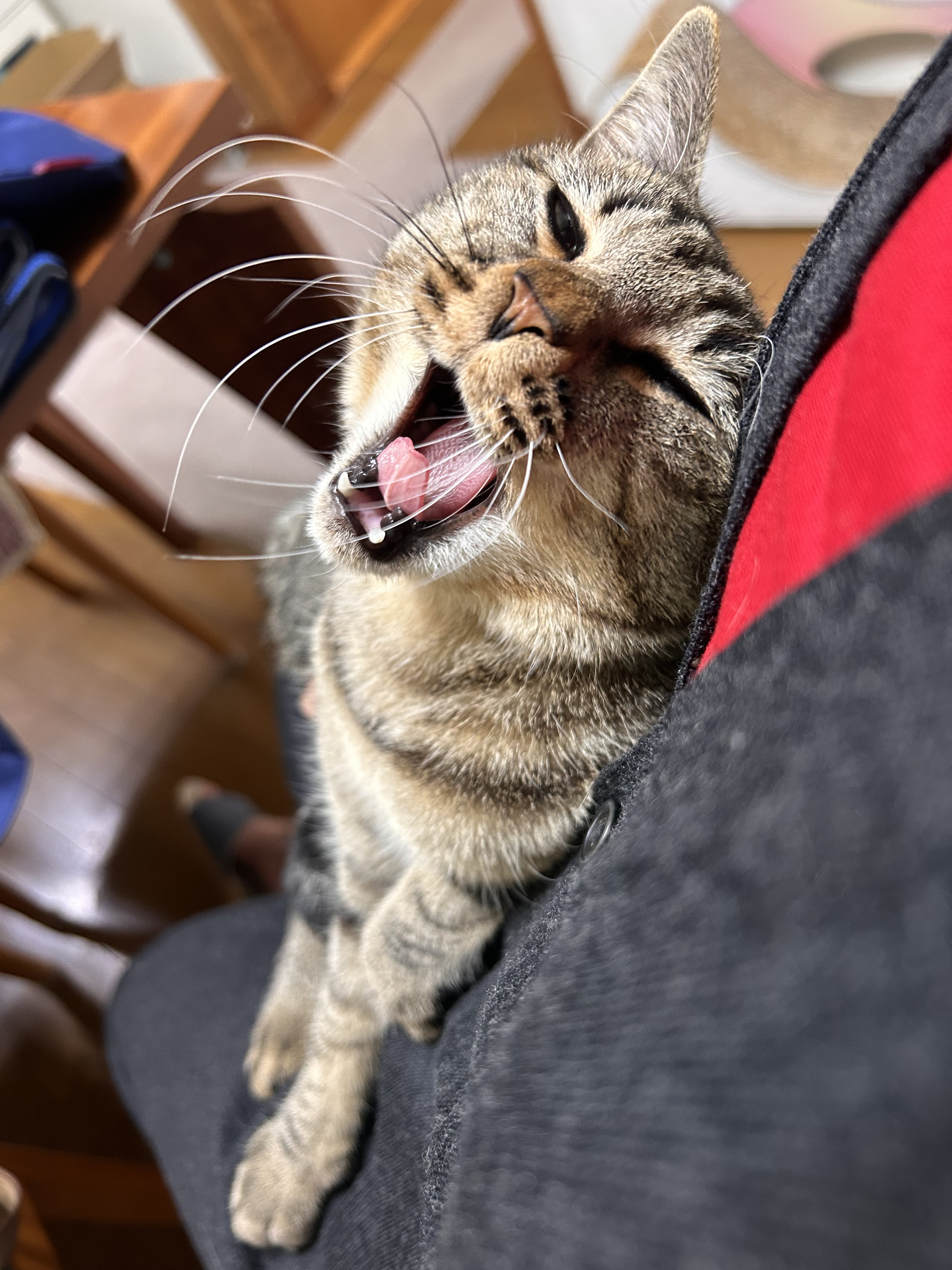 アビー | 極楽ねこカレンダーフォトコンテスト2027 | AIXIA