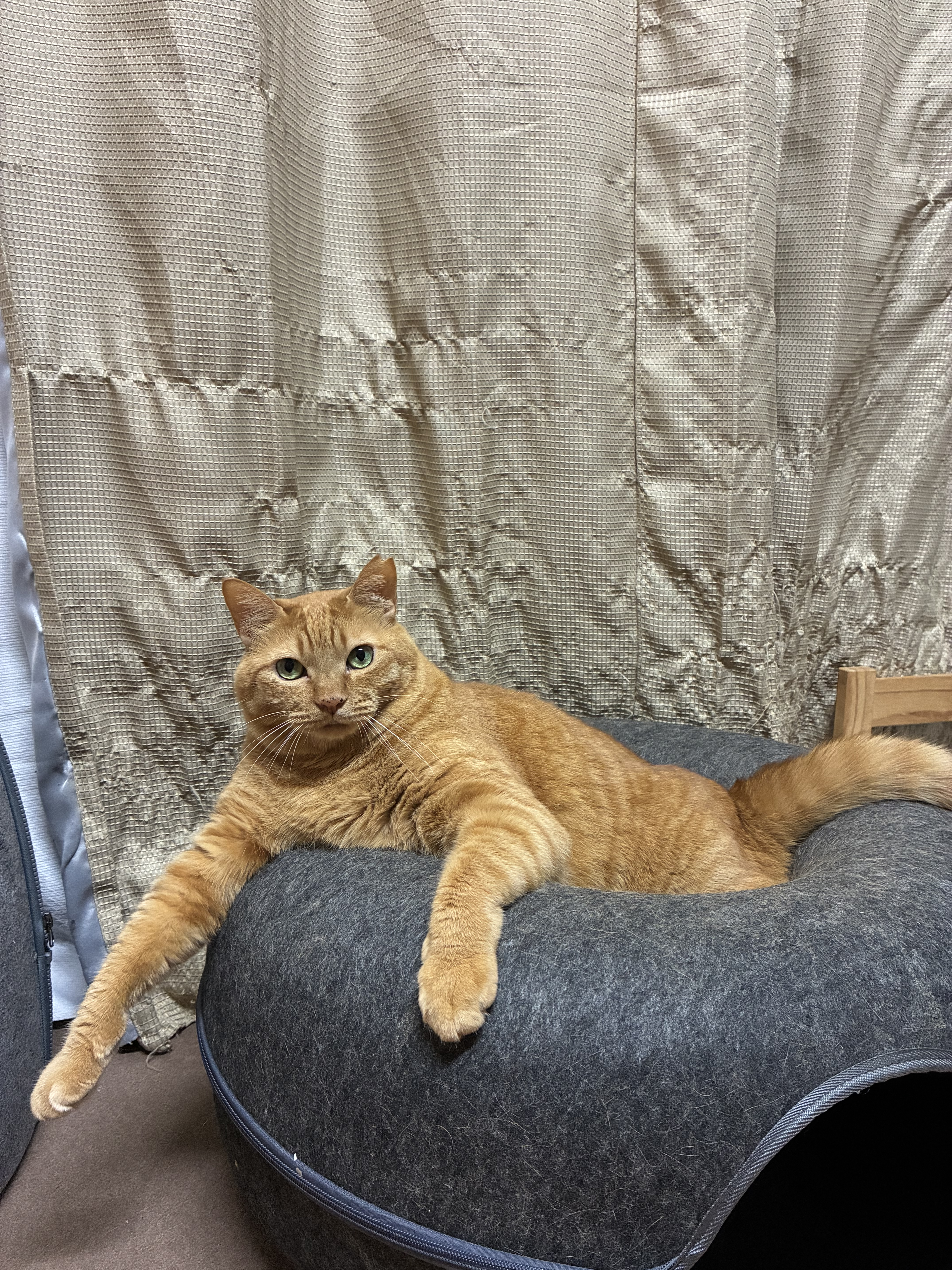 てん | 極楽ねこカレンダーフォトコンテスト2027 | AIXIA