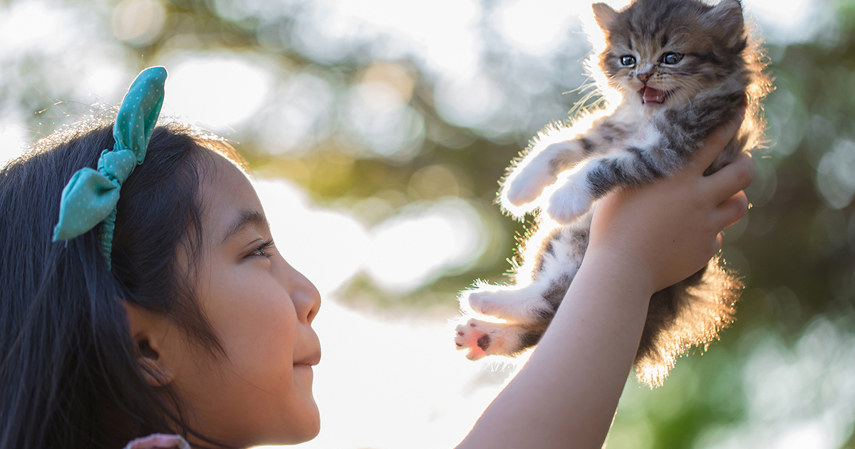 獣医師監修 子猫と仲良くなりたい なつかれない理由と正しい慣らし方 子猫の育て方 アイシア株式会社 ペットフード キャットフードなら あいする しあわせ Aixia