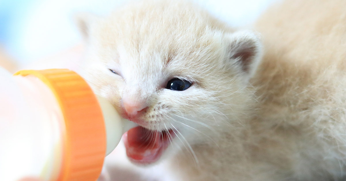 獣医師監修 子猫がミルクを飲まないときは ミルクの正しい知識 与え方 子猫の育て方 アイシア株式会社 ペットフード キャットフードなら あいする しあわせ Aixia