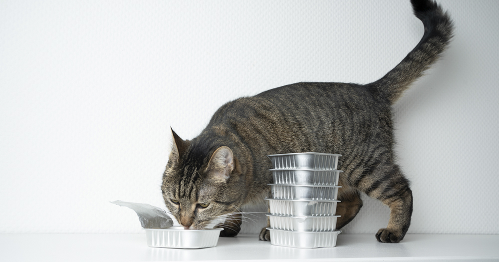 獣医師監修 猫のごはんのあげかた 食事の選び方 回数 量 与えてはいけないものまですべてわかる 猫の育て方 アイシア株式会社 ペットフード キャットフードなら あいする しあわせ Aixia