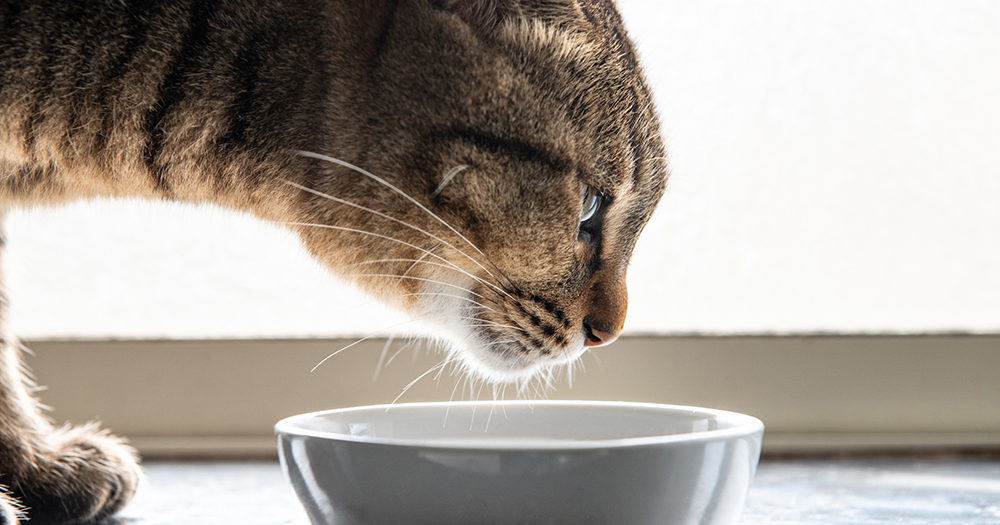 獣医師監修 猫がごはんを食べないのはなぜ そんなときはどうすればいい 猫の育て方 アイシア株式会社 ペットフード キャットフードなら あいする しあわせ Aixia