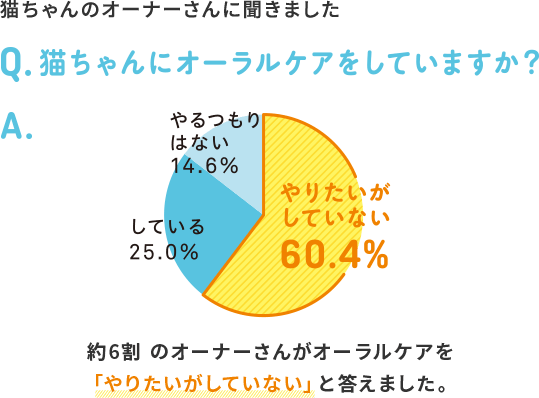 猫ちゃんのオーナーさんに聞きました Q.猫ちゃんにオーラルケアをしていますか？A.やりたいがしていない 60.4% している 25.0% やるつもりはない 14.6% 約6割のオーナーさんがオーラルケアを「やりたいがしていない」と答えました。