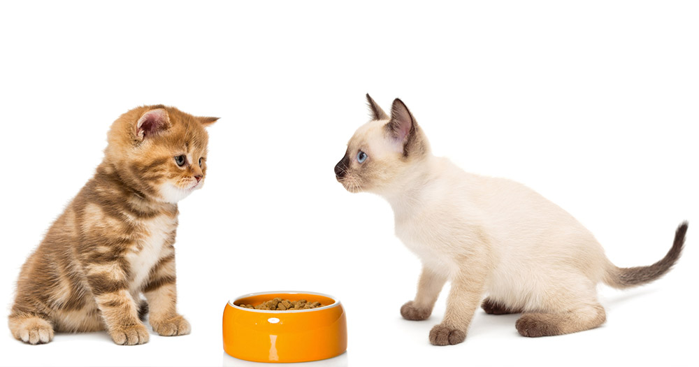 食べる 子猫 時期 カリカリ