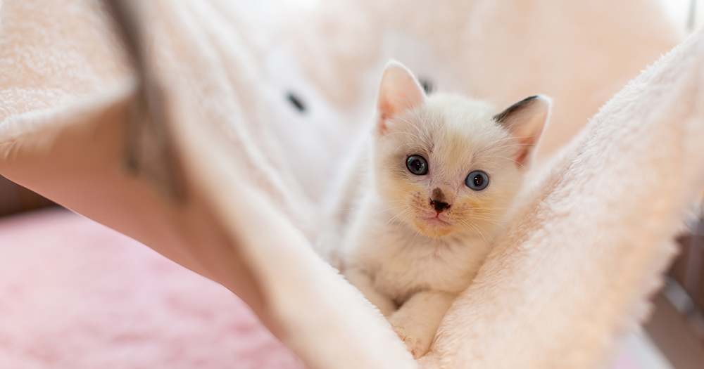 獣医師監修 赤ちゃんや妊婦さんが猫と一緒に暮らす時に注意しておきたいこととは 子猫の育て方 アイシア株式会社 ペットフード キャットフードなら あいする しあわせ Aixia