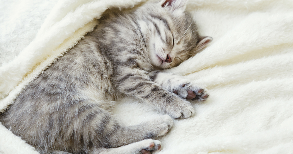 獣医師監修 猫を寝かしつけるには 知っておきたい猫の睡眠時間とサイクル 猫の育て方 アイシア株式会社 ペットフード キャットフードなら あいする しあわせ Aixia