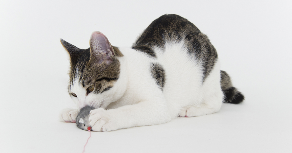 獣医師監修 猫を寝かしつけるには 知っておきたい猫の睡眠時間とサイクル 猫の育て方 アイシア株式会社 ペットフード キャットフードなら あいする しあわせ Aixia