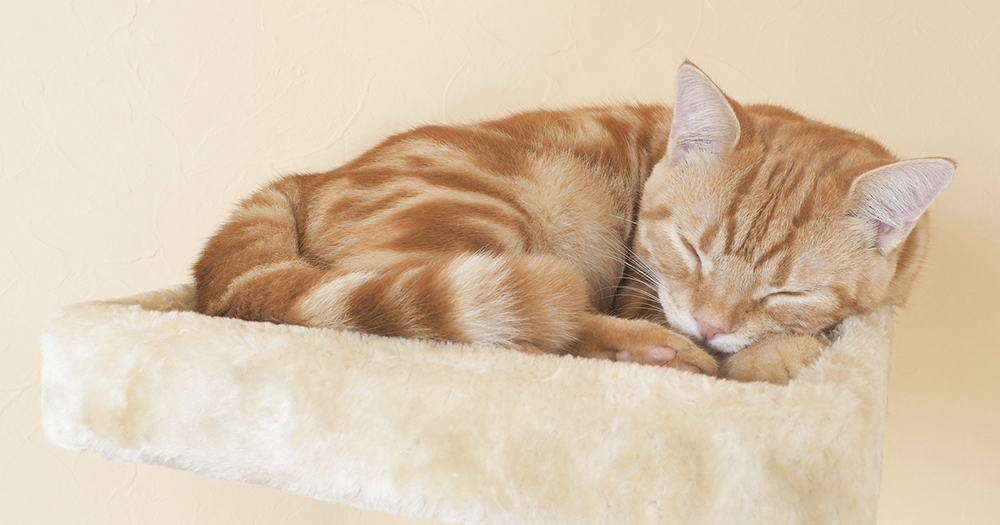 獣医師監修 猫を寝かしつけるには 知っておきたい猫の睡眠時間とサイクル 猫の育て方 アイシア株式会社 ペットフード キャットフードなら あいする しあわせ Aixia
