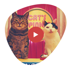 A Iペプチドで愛猫のストレスケア ミャウミャウ Miawmiaw アイシア Aixia A Iペプチドで愛猫のストレスケア ミャウミャウ Miawmiaw アイシア Aixia