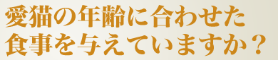 ǭǯ˹碌ͿƤޤ