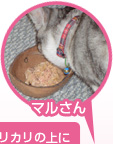ޥ뤵μ̿