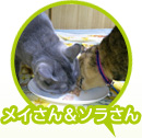 ᥤ餵μ̿