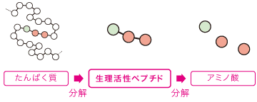 ڥץ